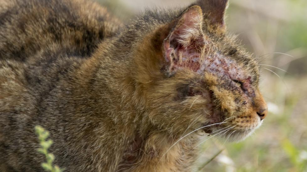 Sarcoptic mange 2024 in cats